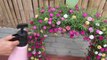 Beautiful flower gate garden ideas from plastic bottles