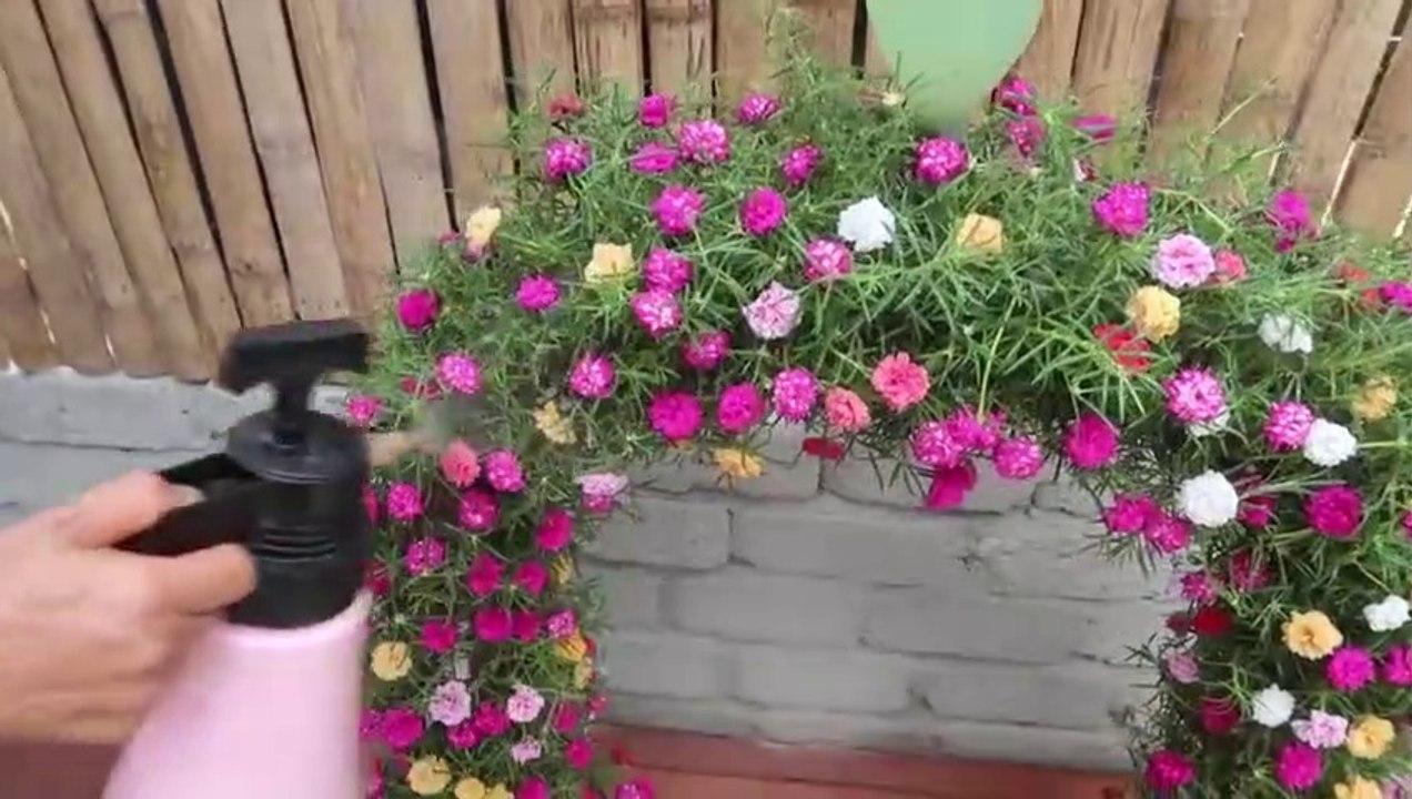 Beautiful flower gate garden ideas from plastic bottles