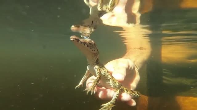 El rescate de los cocodrilos cubanos