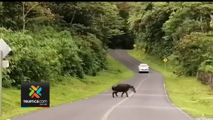 tn7-avistamiento-de-dantas-050922