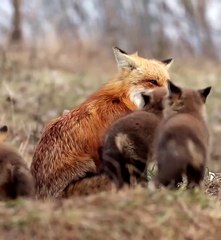 Une renarde et ses petits dans leur milieu naturel