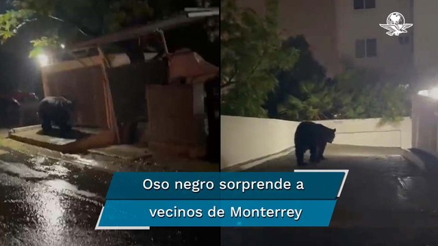 Captan a oso negro paseándose por calles de Monterrey, Nuevo León