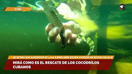 Mirá como es el rescate de los cocodrilos cubanos