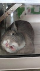 Naughty Bunny Paws at Window