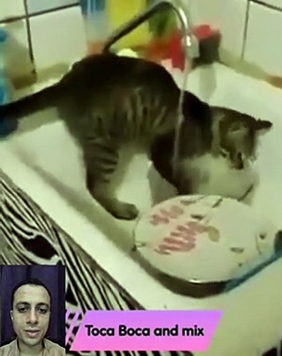 القطه لما عرفت أن ماما هتمشيها من البيت غسلت المواعين2022 THE CAT DOES THE DISHES@