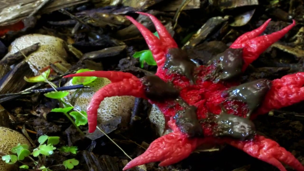 Australia Earth's Magical Kingdom Staffel 1 Folge 1 HD Deutsch