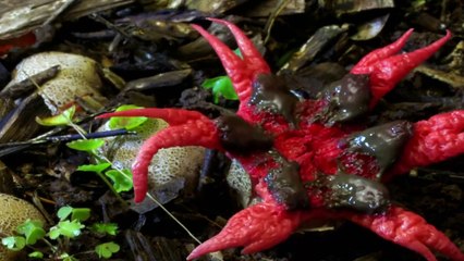 Australia Earth's Magical Kingdom Staffel 1 Folge 1 HD Deutsch