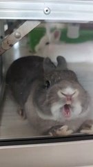 Naughty Bunny Paws at Window