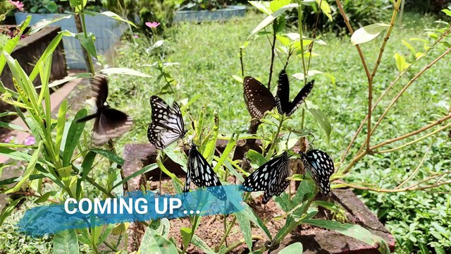 (हिंदी मे) Thumboormuzhi Butterfly Park, Thumboormuzhi Dam, Hanging Bridge, Chalakudy River, Kerala