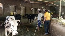 दो हजार के पार पहुंचा गायों में लंपी संक्रमण का आंकड़ा