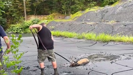 Rescuing a Mud Stuck Buck
