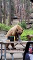 Bear Helps Itself to Snacks at Picnic Table