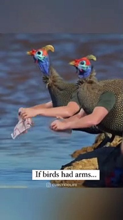 If Birds Had Arms funny video