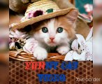 Kid's  masti- funny cat videos with masti#1 | cats ka masti karte hue