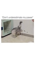 Don't Underestimate The Power Of A Cat