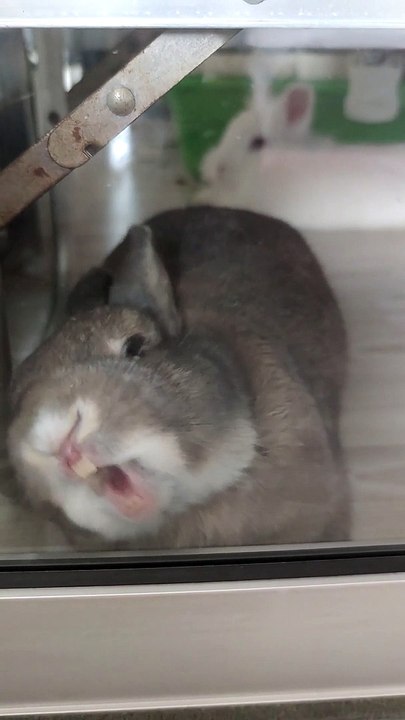 Naughty Bunny Paws at Window