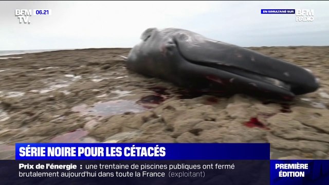 Orque, Béluga, Rorqual... Série noire pour les cétacés ces derniers mois