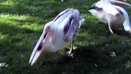 Amazing Facts | For Animals