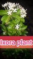 Ixora plant|Ixora plant flowers