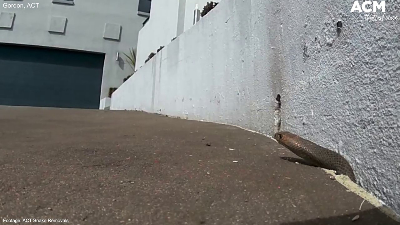 Snake catchers retrieve a brown snake in Gordon, ACT | September 6, 2022 | Canberra Times
