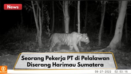 Seorang Pekerja PT di Pelalawan Diterkam Harimau Sumatera Saat Hendak Buang Air Kecil !!