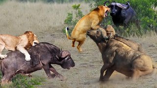 Intense Battle   Lion Suffers Fierce Attacks From Powerful Buffalo Herds