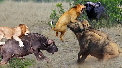 Intense Battle   Lion Suffers Fierce Attacks From Powerful Buffalo Herds