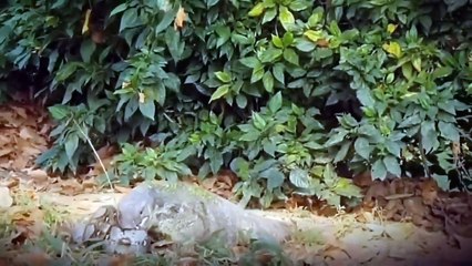 OMG!!! Because Of Reptile King Position Competition, Komodo Dragon And Python Slaughter Each Other