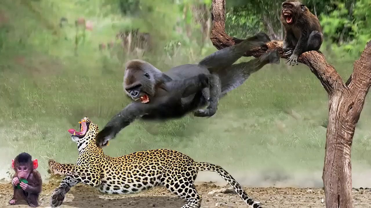 Amazing!! Monkey Flew Down And Punched The Leopard In The Mouth Because He dared To Attack His Child