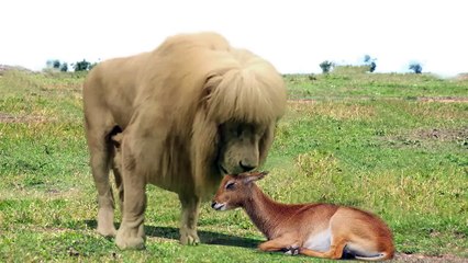 Amazing!!! The Lion  Moved With Compassion  Spared The Baby Antelope - Leopard Predatory Attacks