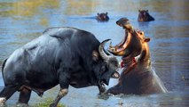 Crazy Buffalo Attacks Hippo Because Hippo Blocks The Way To The Lake -  Hippo Vs Buffalo , Lion