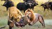 Herd of Buffaloes Bewilderedly Looking At Their Kind Being Eaten By The Lion King - Lion vs Buffalo