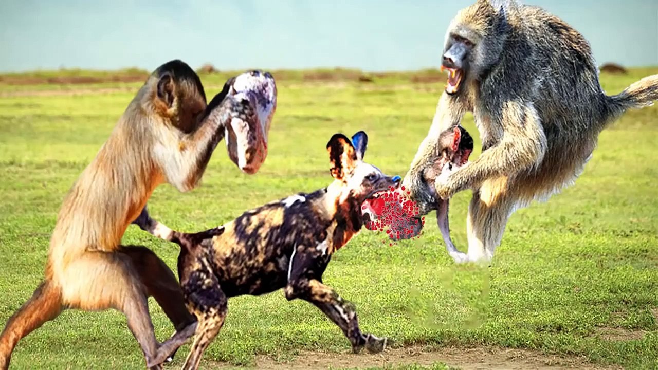 BABOON VS WILD DOG     Baboons Trying To Rescue Their Children From Mouth Wild Dog