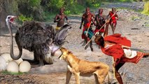 The ostrich is attacked by a lion and is rescued by the brave Maasai tribe from the lions' pursuit