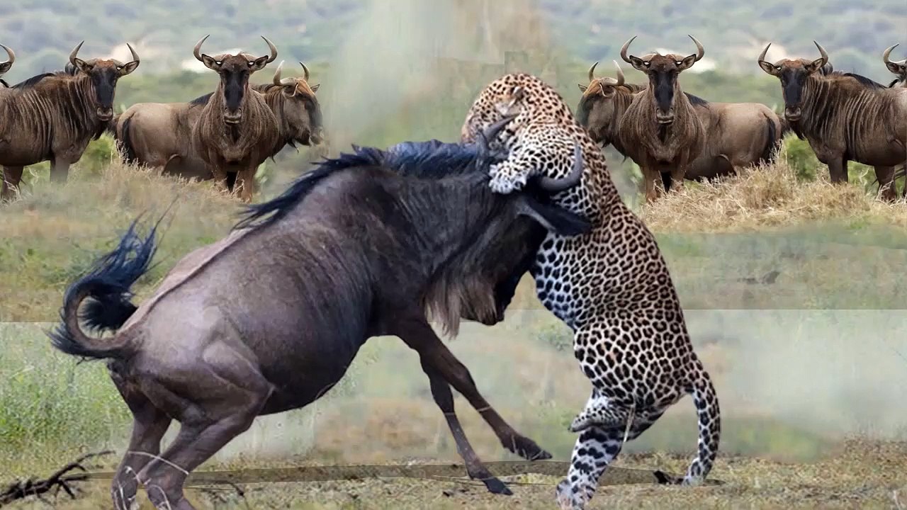 Wildebeest Madly Attack Leopards To Protect The Herd Wildebeest Vs