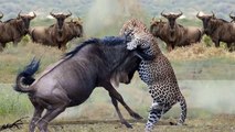 Wildebeest Madly Attack Leopards To Protect The Herd - Wildebeest Vs Leopard - Tiger Vs Antelope