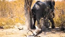 500 Ostrich Brothers Kill Leopards - Wild Animals, Leopards, Ostriches, Buffalo
