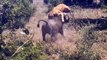 Lions return from the dead confronting buffalo and rhinoceros, lion, rhinoceros, wild dog - Wildlife