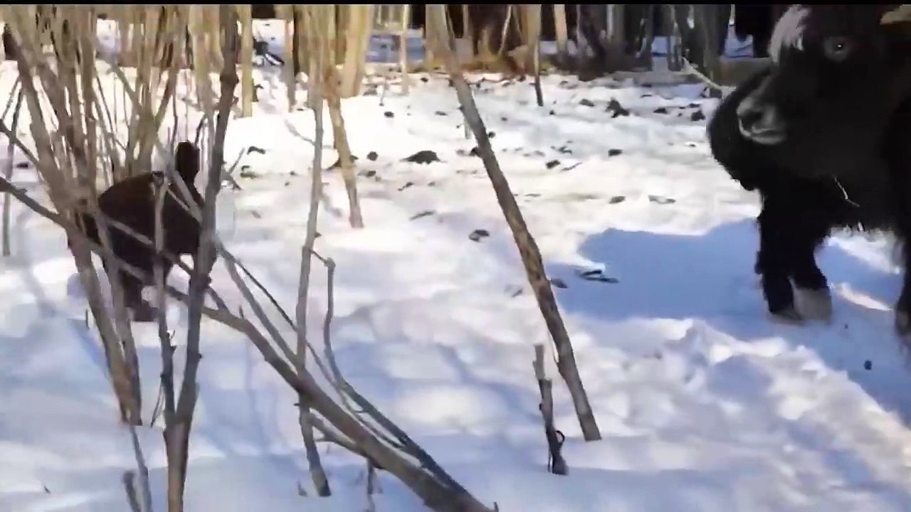 Yaks Fought Snow Leopard With All Her Might To Save Her Baby - Bison Mom Beat Wolf To Save Her Baby