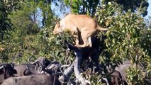 Must Watch! King Lion Vs Buffalo, Buffalo Fight For Life, Wild Animal Attack