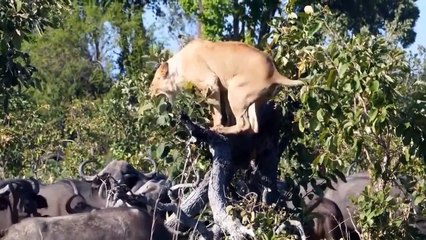 Must Watch! King Lion Vs Buffalo, Buffalo Fight For Life, Wild Animal Attack
