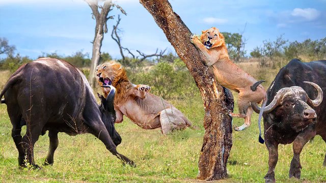Lion's Arrogance Is Extinguished By Buffalo With Terrifying Attacks - Buffalo vs Lion