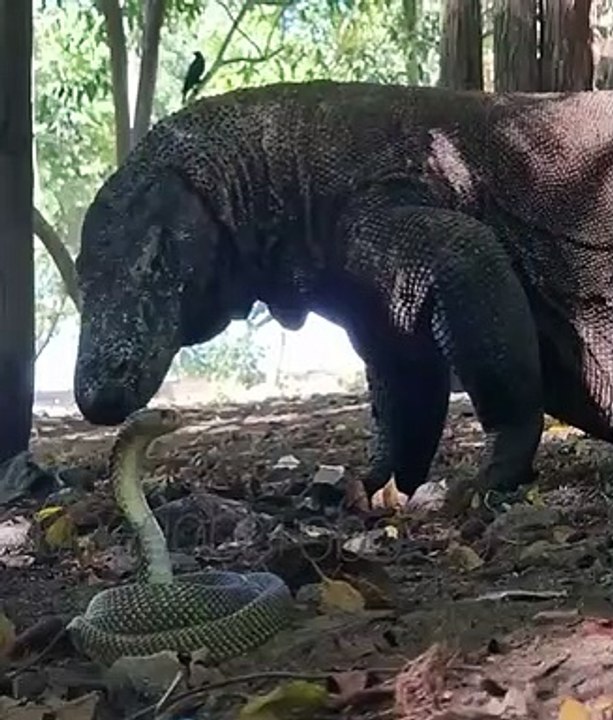 Komodo_dragon_will_eat_almost_anything_they_find - video Dailymotion