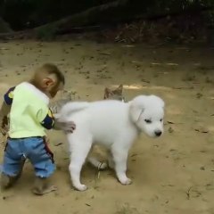 Cat and monkey with dog playing today