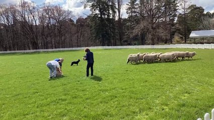 Today's Tim Davies helps Dom Burden move some sheep at the Carcoar showground.