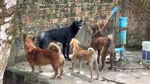 Three dogs want to fighting with black dog