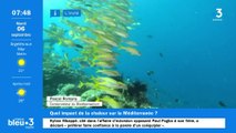 Pyrénées-Orientales : l'eau de la Méditerranée a pris six degrés cet été, quel risque pour les poissons ?