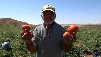 İşçi bulamayan üreticiden tepki çekecek açıklama: Bizimkiler iş beğenmiyor, iyi ki mülteciler var