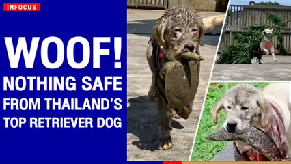 Woof! Nothing safe from Thailand’s top retriever dog | The Nation