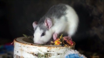 Cute baby animals Videos Compilation of the Cutest animals-Cute Animal-#2022